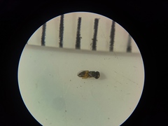 Aphelinidae
