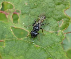 Crossocerus dimidiatus