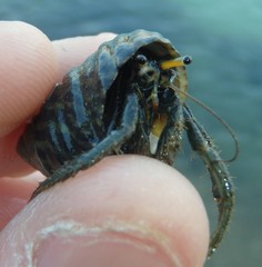 Clibanarius longitarsus