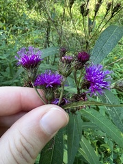 Vernonia noveboracensis