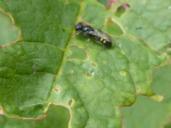 Crossocerus dimidiatus