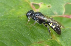 Crossocerus dimidiatus