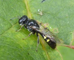 Crossocerus dimidiatus