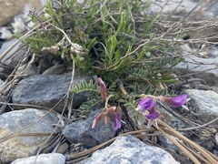 Astragalus oophorus