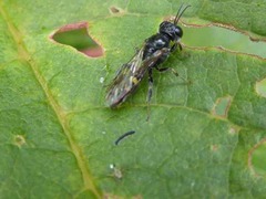 Crossocerus dimidiatus
