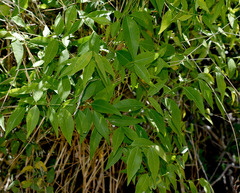 Secamone elliptica