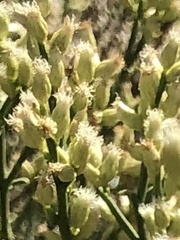 Baccharis sarothroides
