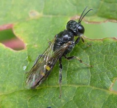 Crossocerus dimidiatus