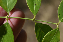 Secamone elliptica
