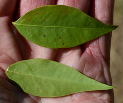 Secamone elliptica