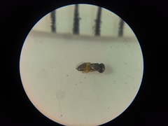 Aphelinidae