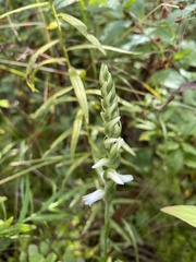 Spiranthes arcisepala