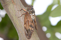 Graptopsaltria nigrofuscata