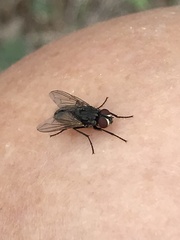 Musca domestica