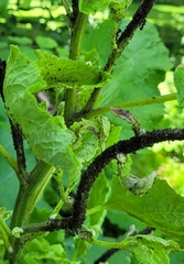 Aphis fabae