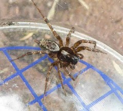 Textrix denticulata