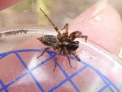 Textrix denticulata