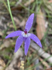 Glossodia major