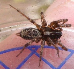 Textrix denticulata