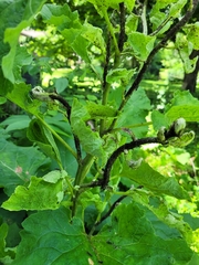 Aphis fabae