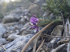 Astragalus oophorus