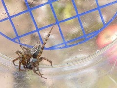 Textrix denticulata