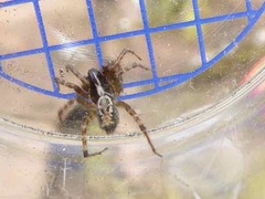 Textrix denticulata