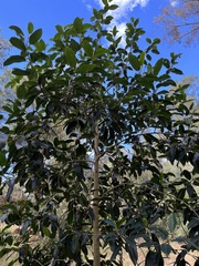 Ficus rubiginosa