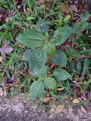 Acalypha arvensis