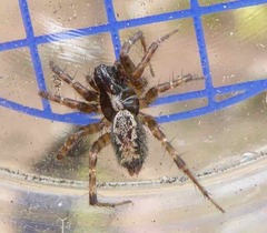 Textrix denticulata
