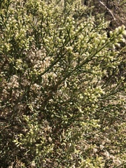 Baccharis sarothroides