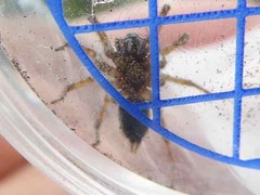Textrix denticulata