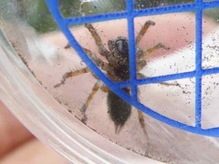 Textrix denticulata