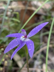 Glossodia major