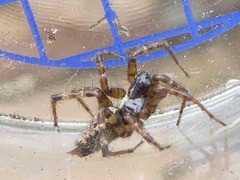Textrix denticulata