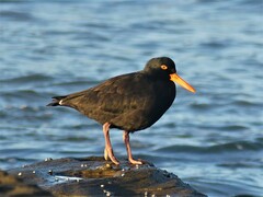 Haematopus fuliginosus