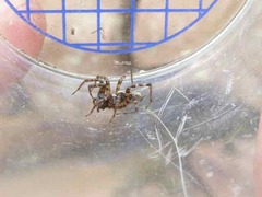 Textrix denticulata