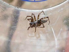 Textrix denticulata