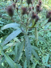 Vernonia noveboracensis