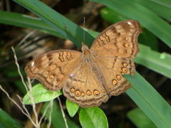 Junonia hedonia