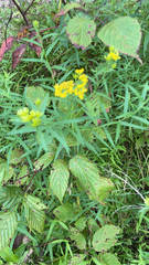 Euthamia graminifolia