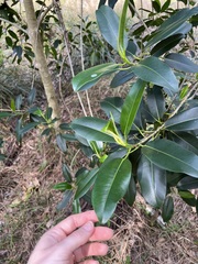 Ficus rubiginosa
