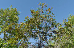 Capparis arborea
