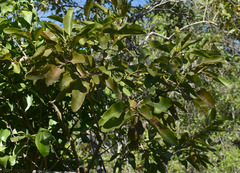 Capparis arborea