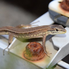 Takydromus tachydromoides