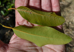 Capparis arborea