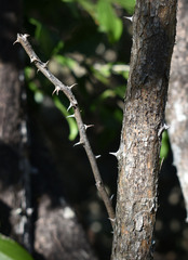 Capparis arborea