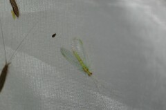 Chrysopa quadripunctata