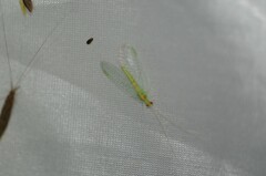 Chrysopa quadripunctata