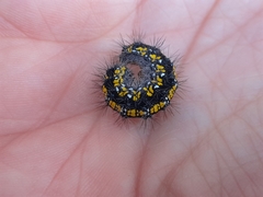 Callimorpha dominula